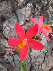 Hibiscus praeteritus
