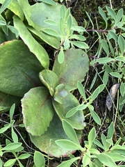 Hylotelephium telephium