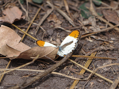 Colotis