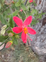 Hibiscus praeteritus