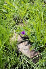 Pseudopegolettia tenella