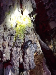 Aulacocyclus