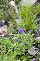 Pseudopegolettia tenella