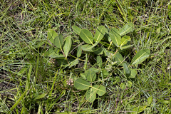 Raphionacme hirsuta