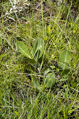 Raphionacme hirsuta
