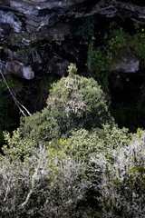 Robsonodendron eucleiforme