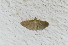 Poliobotys ablactalis