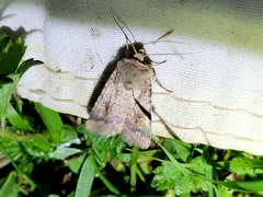 Proteuxoa tetronycha