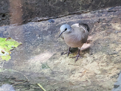 Turtur abyssinicus