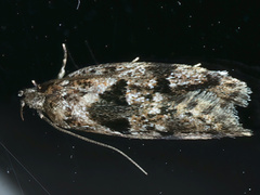 Barea melanodelta
