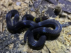 Calamaria pavimentata