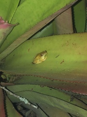 Sphaenorhynchus planicola