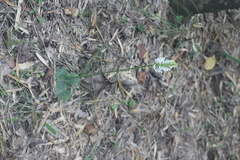 Habenaria roxburghii