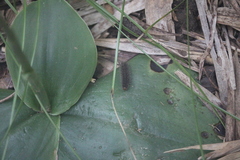 Habenaria roxburghii