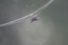 Gasteracantha