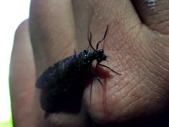 Archichauliodes diversus
