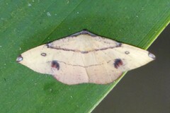 Hypochrosis flavifusata