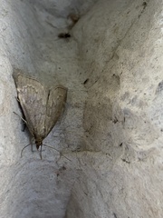 Anania fuscalis