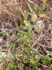 Phyllanthus hirtellus
