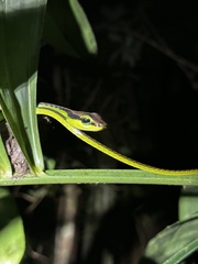 Dendrelaphis formosus