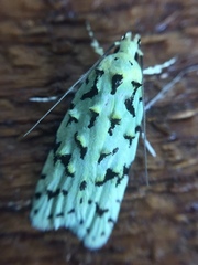 Izatha peroneanella