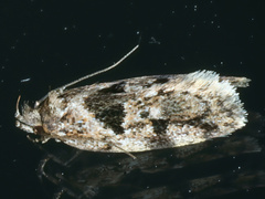 Barea melanodelta