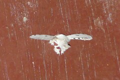 Penicillifera apicalis