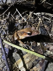 Clinotarsus penelope