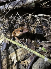 Clinotarsus penelope