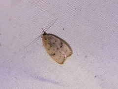Phaeosaces coarctatella