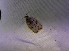 Phaeosaces coarctatella