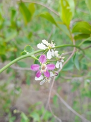 Triaspis glaucophylla