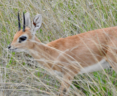 Raphicerus campestris