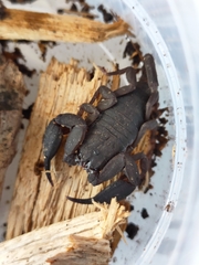 Hormurus