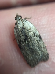 Phaeosaces compsotypa