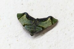 Achrosis