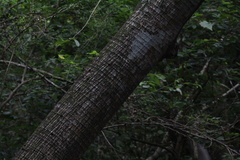 Cecropia peltata