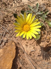 Haplocarpha lyrata