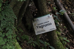 Cecropia peltata