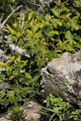Vangueria macrocalyx