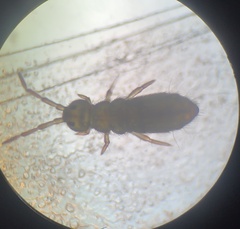 Isotominae