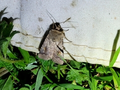 Proteuxoa tetronycha