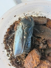 Panesthiinae