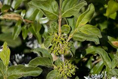 Vangueria macrocalyx