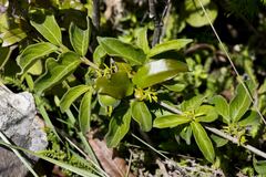 Vangueria macrocalyx
