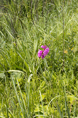 Watsonia densiflora