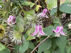 Clematis lasiandra
