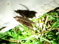 Austrocidaria parora