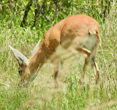 Raphicerus campestris