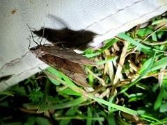 Austrocidaria parora